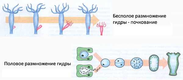 Кракен сайт 1kraken me официальный